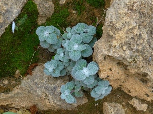 ΕΕΠΦ βοτανικός κήπος αρωματικά φαρμακευτικά φυτά Κρήτης